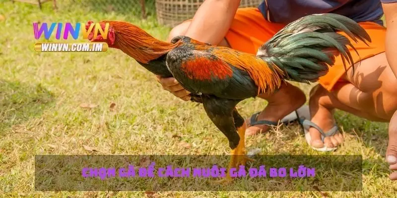 Cách Nuôi Gà Đá Bo Lớn Mẹo Và Chiến Thuật Để Thành Công 1 Chọn gà để cách nuôi gà đá bo lớn
