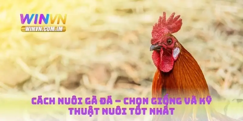 Cách nuôi gà đá